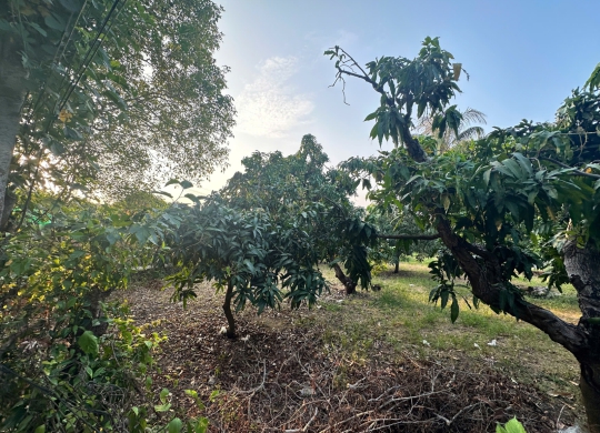 🏡 Đất vườn xoài cực đẹp – Vị trí thuận lợi tại Duyên Hải, Cần Giờ! 🏡