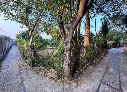 🏡 Đất vườn xoài cực đẹp – Vị trí thuận lợi tại Duyên Hải, Cần Giờ! 🏡