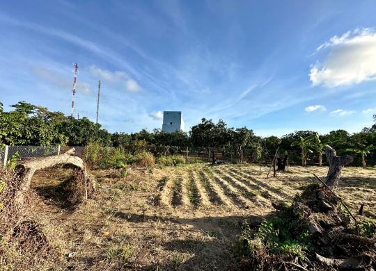 🏡 Cơ hội đầu tư đất vườn xoài quy hoạch đất ở tại Long Hoà – vị trí đẹp, tiềm năng lớn! 🏡