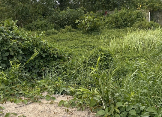 🔥 BÁN ĐẤT GẦN MẶT TIỀN ĐƯỜNG RỪNG SÁC – GIÁ SIÊU TỐT, VỊ TRÍ ĐẮC ĐỊA 🔥